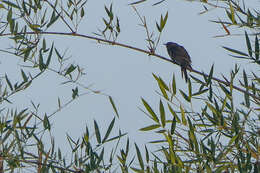Image of Grey-bellied Cuckoo