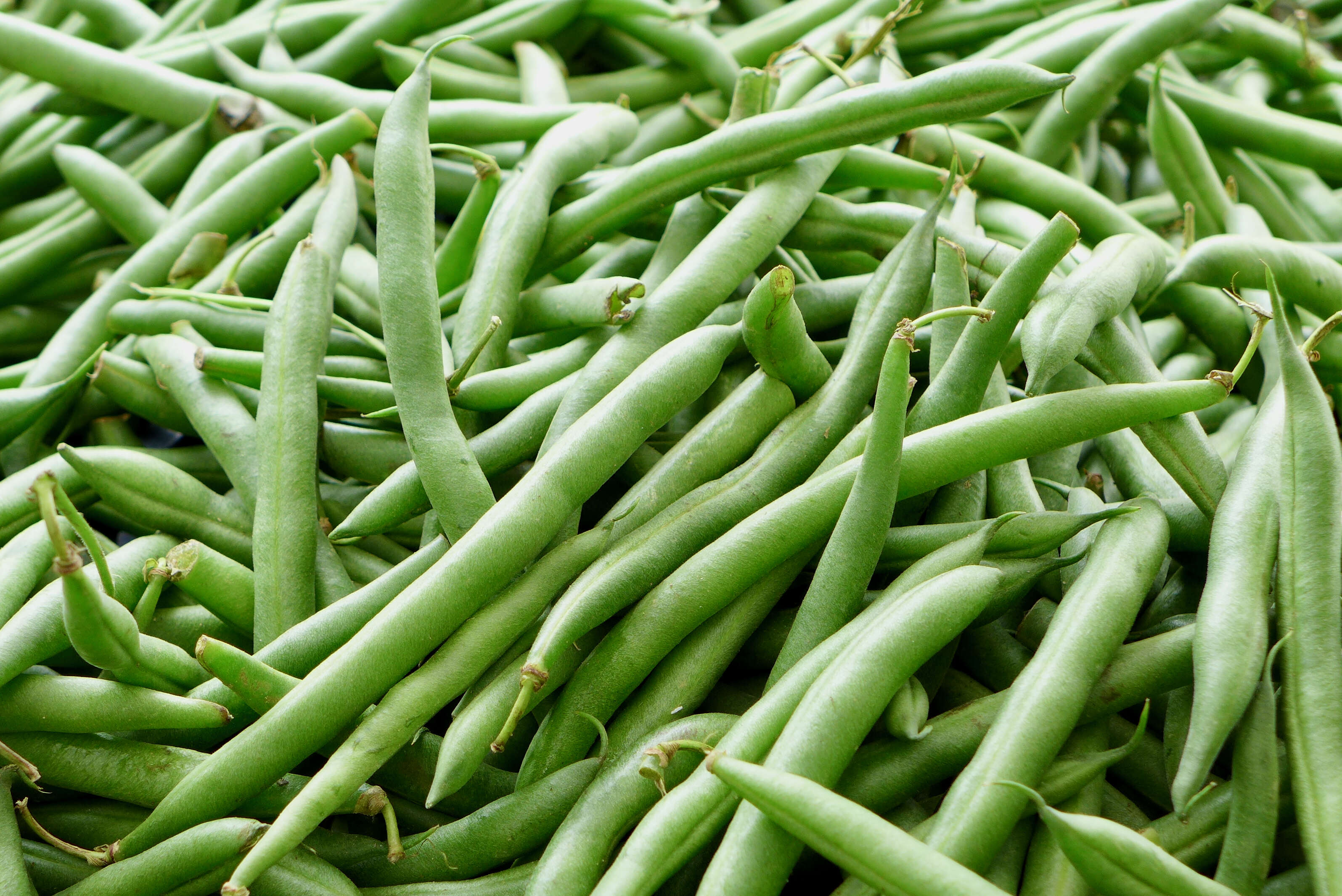 Image of kidney bean