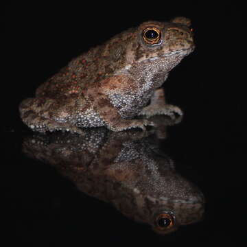 Image of Asian black-spined toad