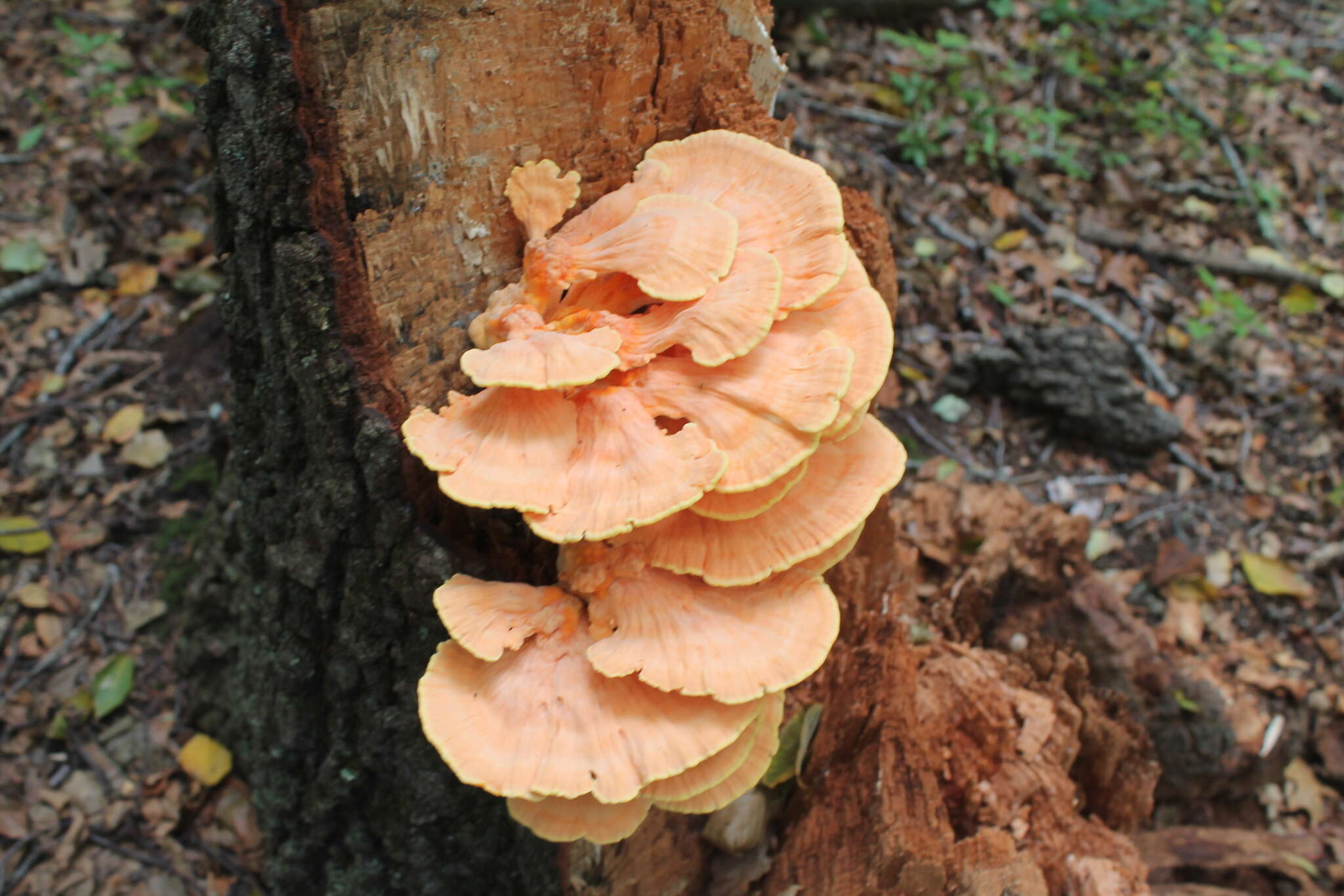 Image of Bracket Fungus