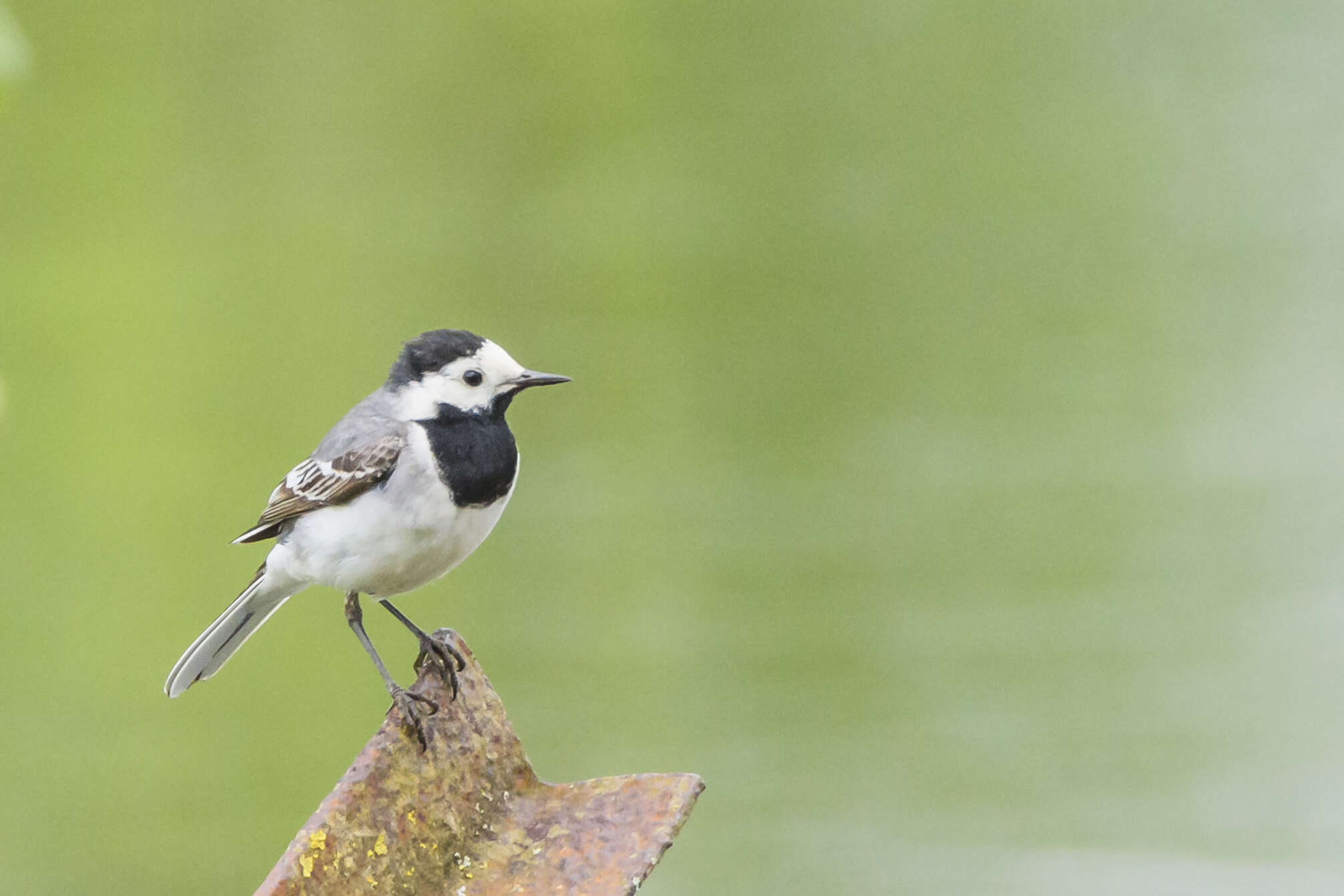 Image of Pied Wagtail and White Wagtail