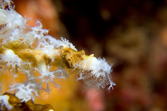 Image of Snowflake coral