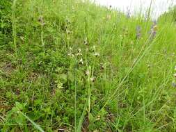 Image of Ophrys holosericea