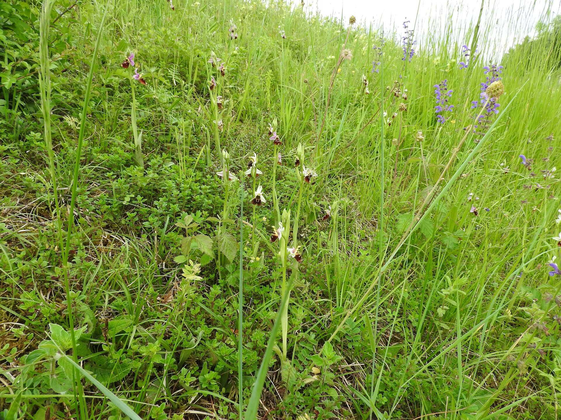 Image of Ophrys holosericea