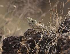 Image of Grey-necked Bunting