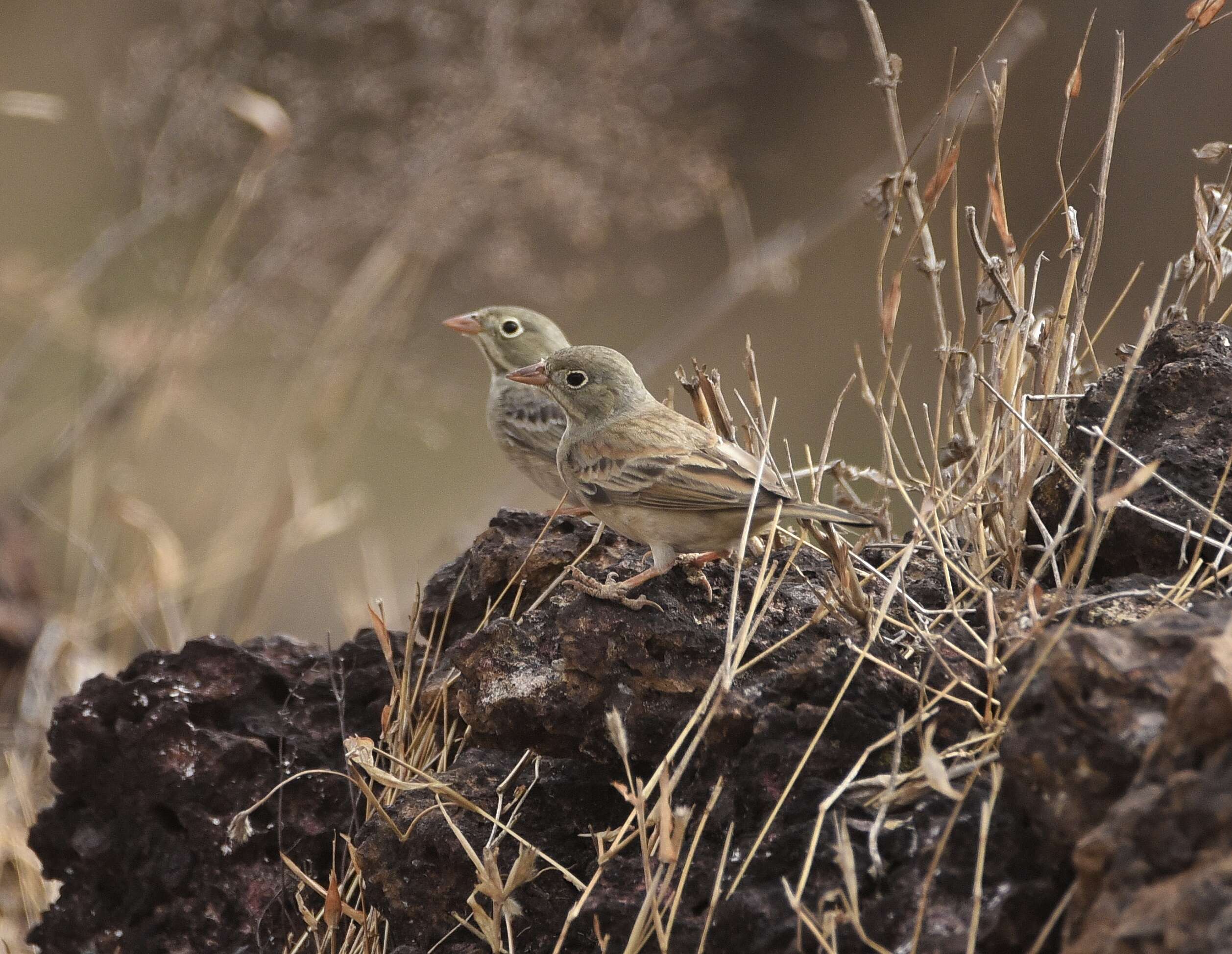 Image of Grey-necked Bunting