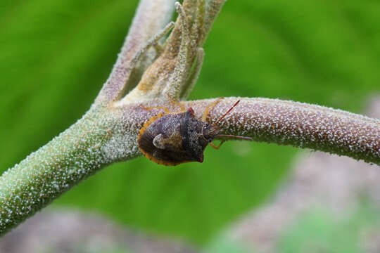 Imagem de Viburnum furcatum Bl. ex Hook. fil. & Thoms.