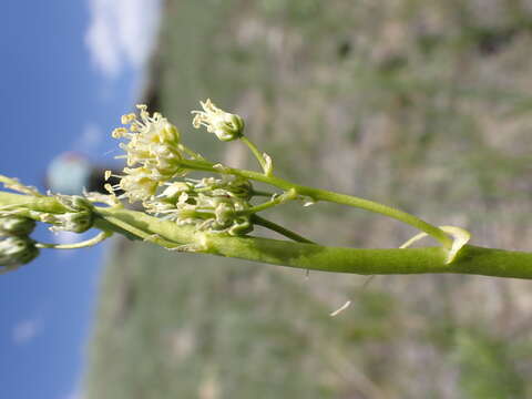 Image of foothill deathcamas