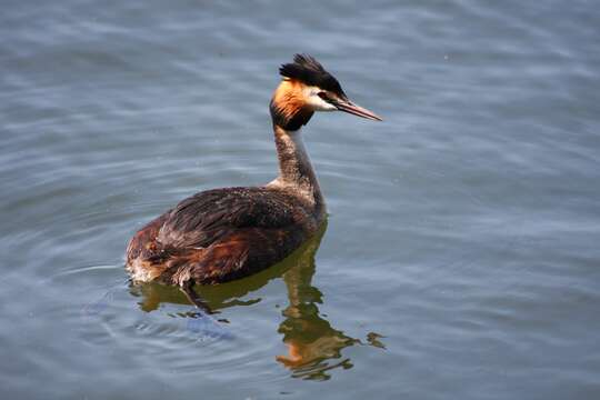 Image of Podiceps Latham 1787