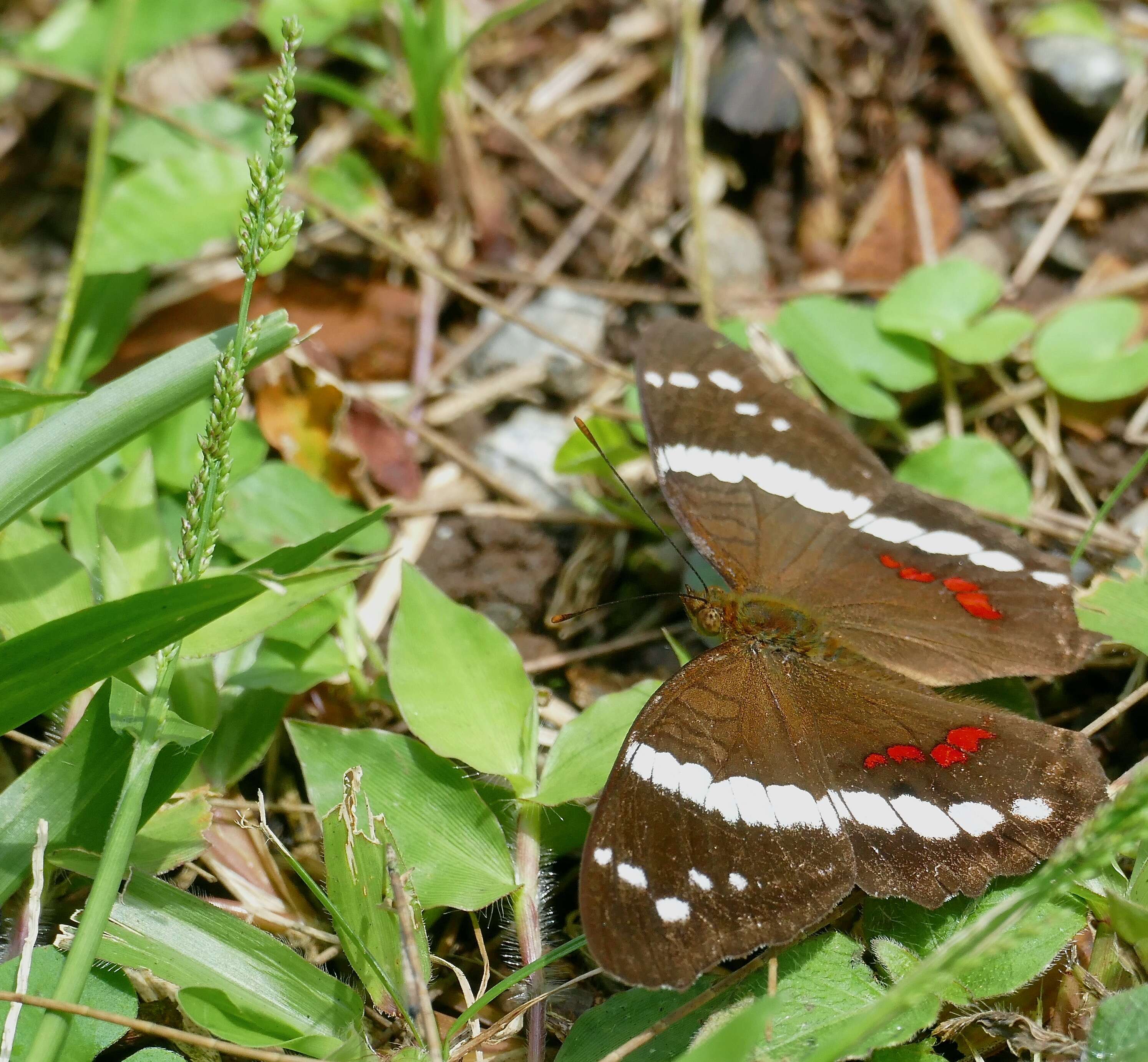 Image of Banded Peacock