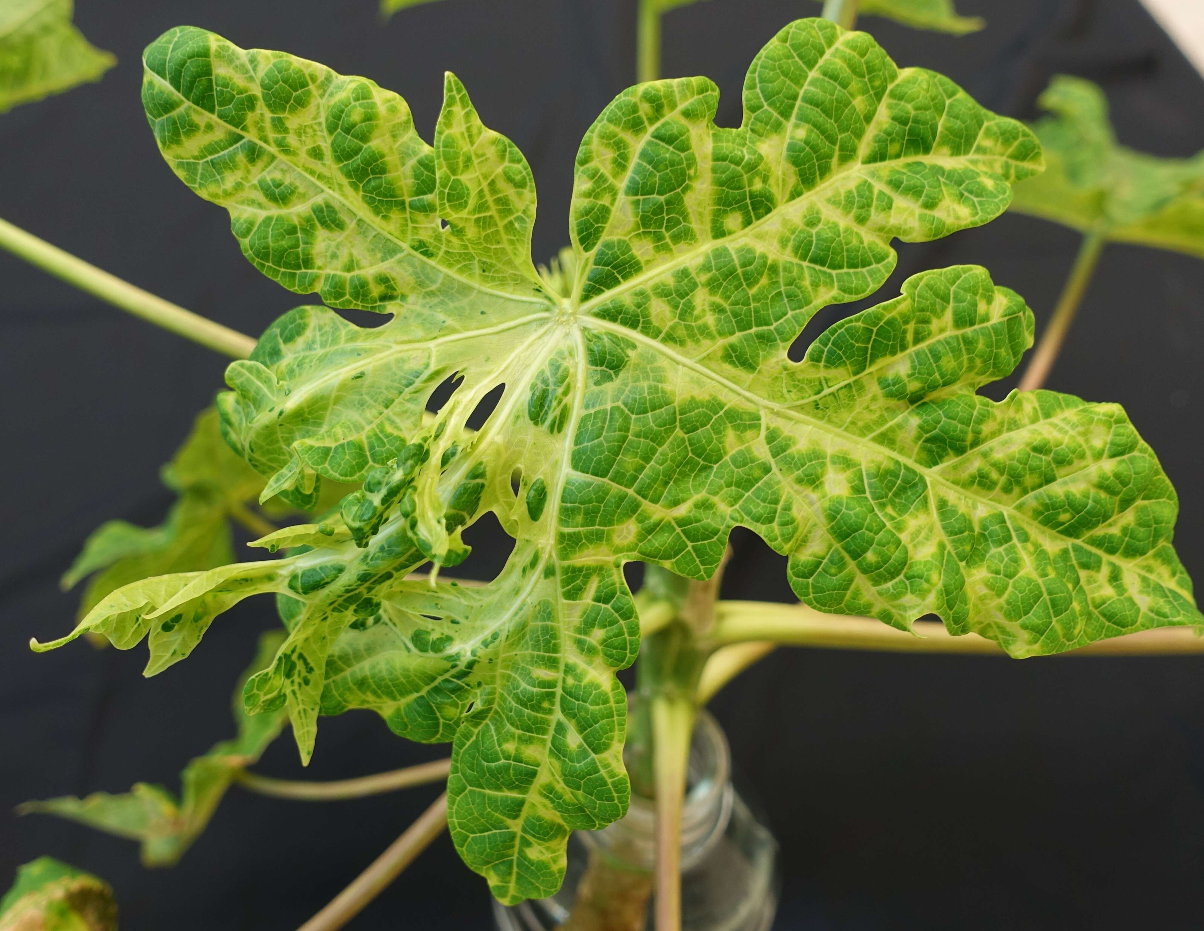 Image of Papaya ringspot virus