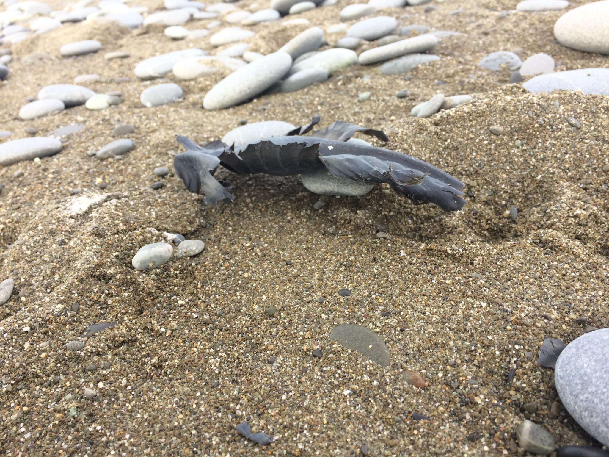 Image of Elephant Fish