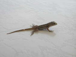 Image of Cozumel Spiny Lizard