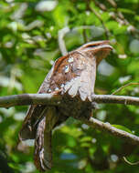 Image of Large Frogmouth