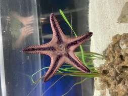 Image of chocolate chip sea star