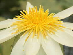 Image of Dotleaf waterlily