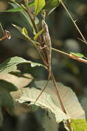 Image of Burmese False Bloodsucker