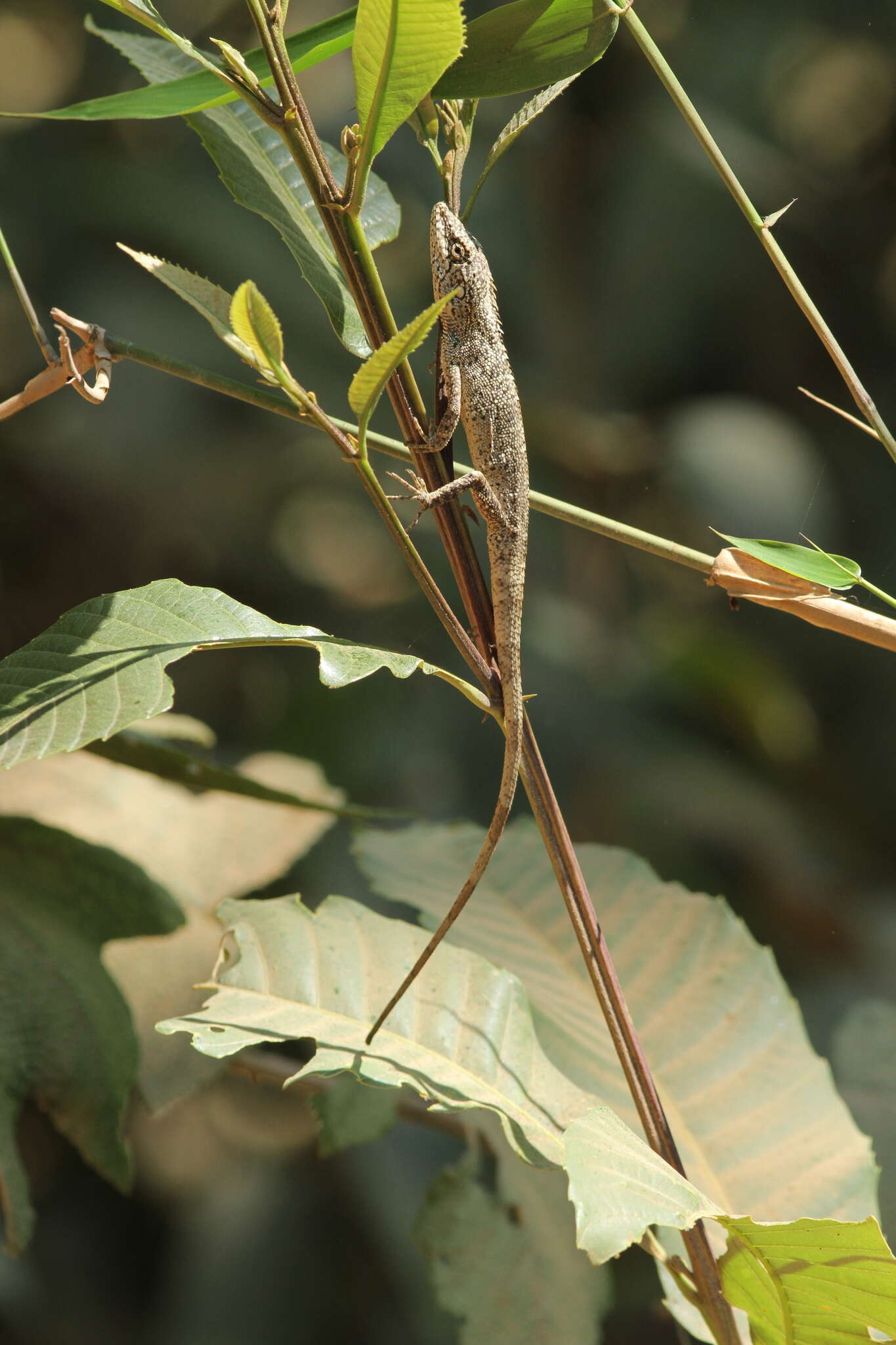 Pseudocalotes microlepis (Boulenger 1888) resmi