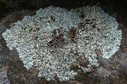 Image of xanthoparmelia lichen