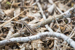 Image of Rose-bellied Lizard