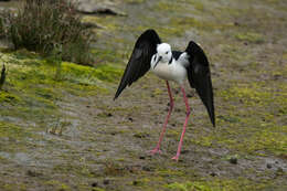 Image of Pied Stilt