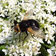 Image of giant tachinid fly