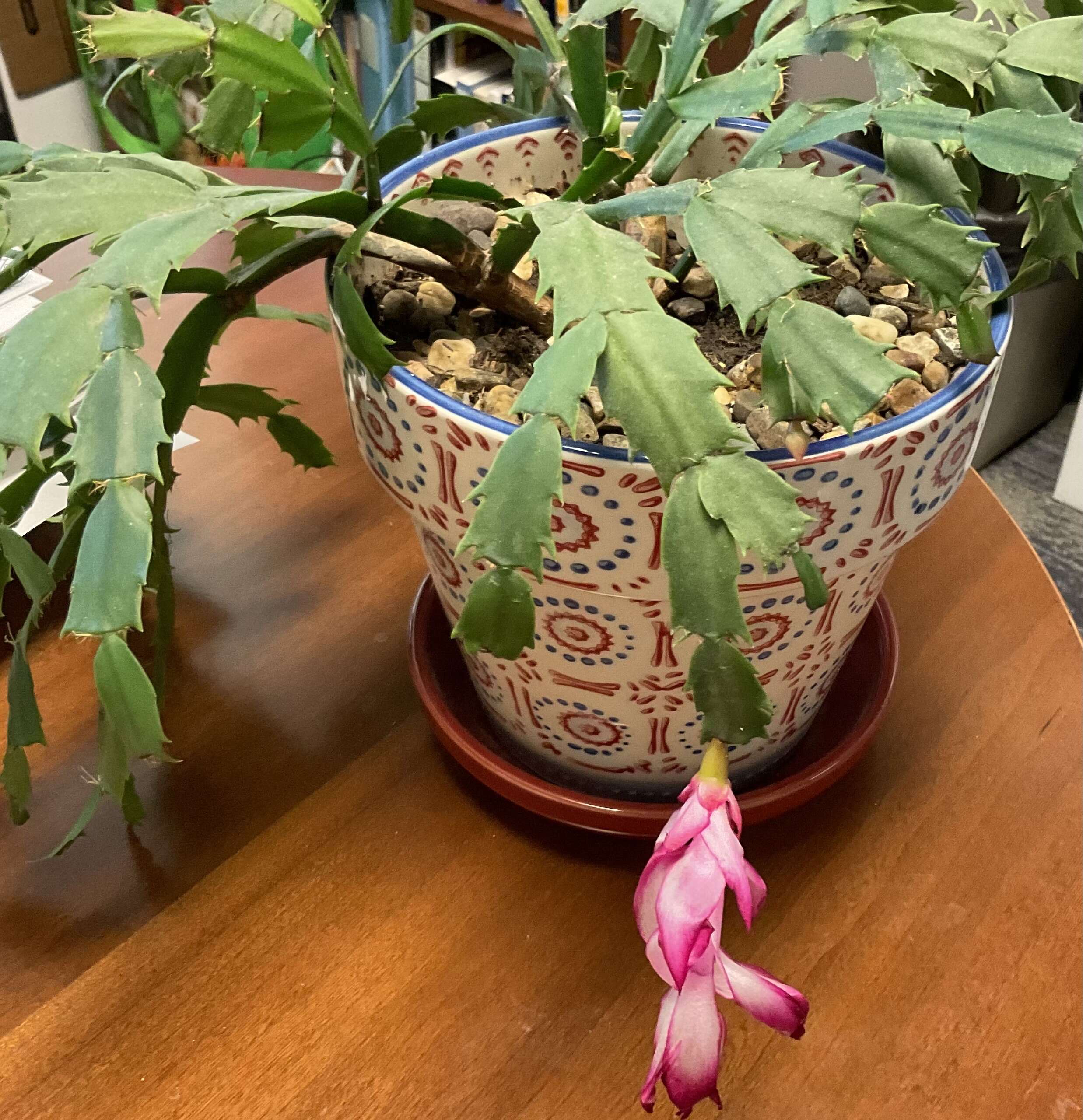 Image of schlumbergera