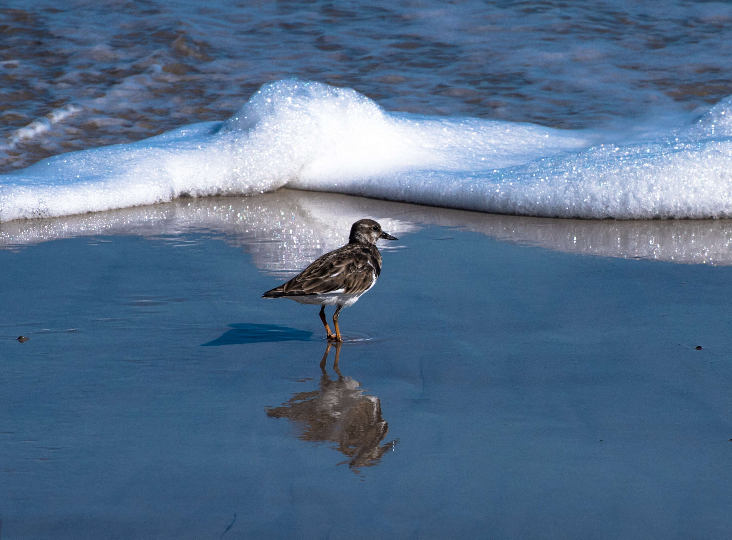 Image of Ruddy Turnstone