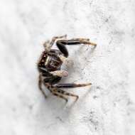 Image of Jumping spider