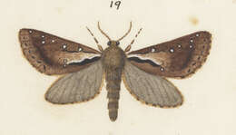 Image of Dioxycanus oreas Hudson 1920