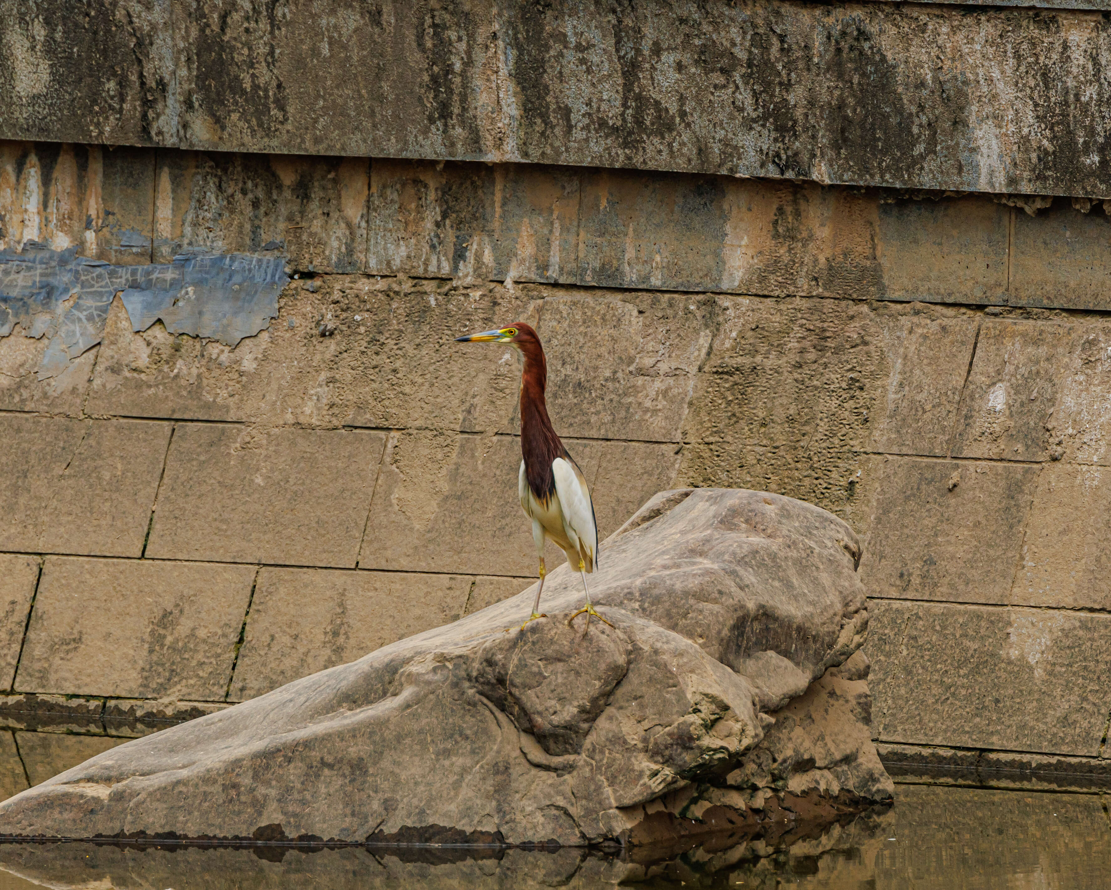 Image of Chinese Pond Heron