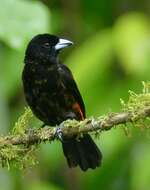 Image of Passerini's Tanager