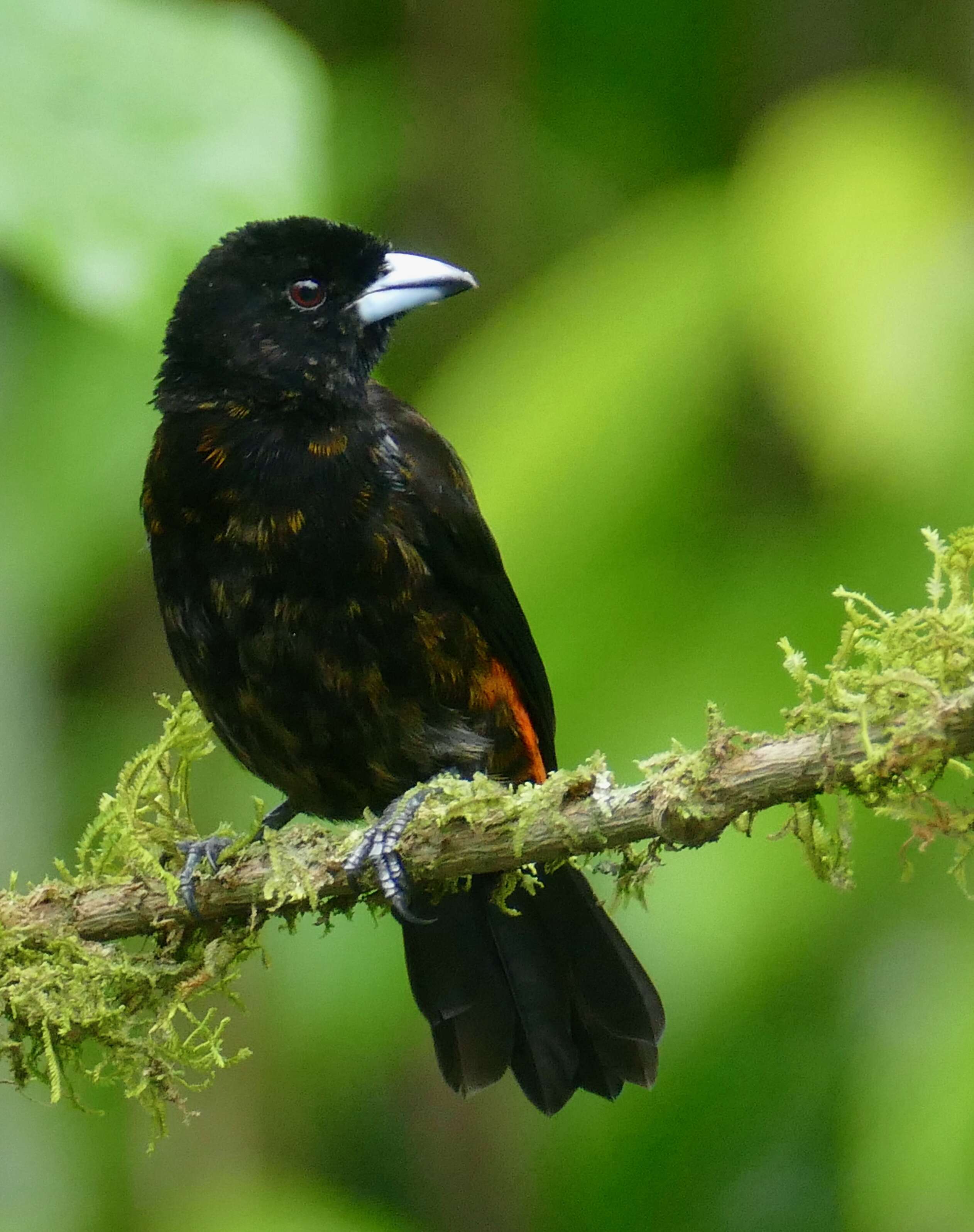 Image of Passerini's Tanager