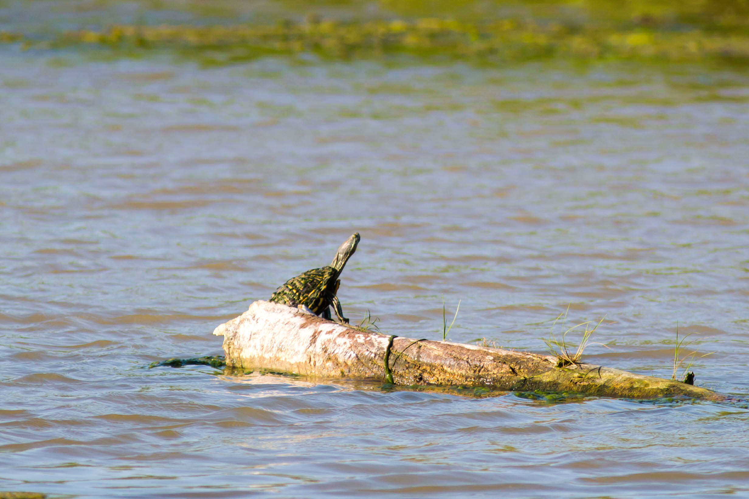 Image of slider turtle, red-eared terrapin, red-eared slider