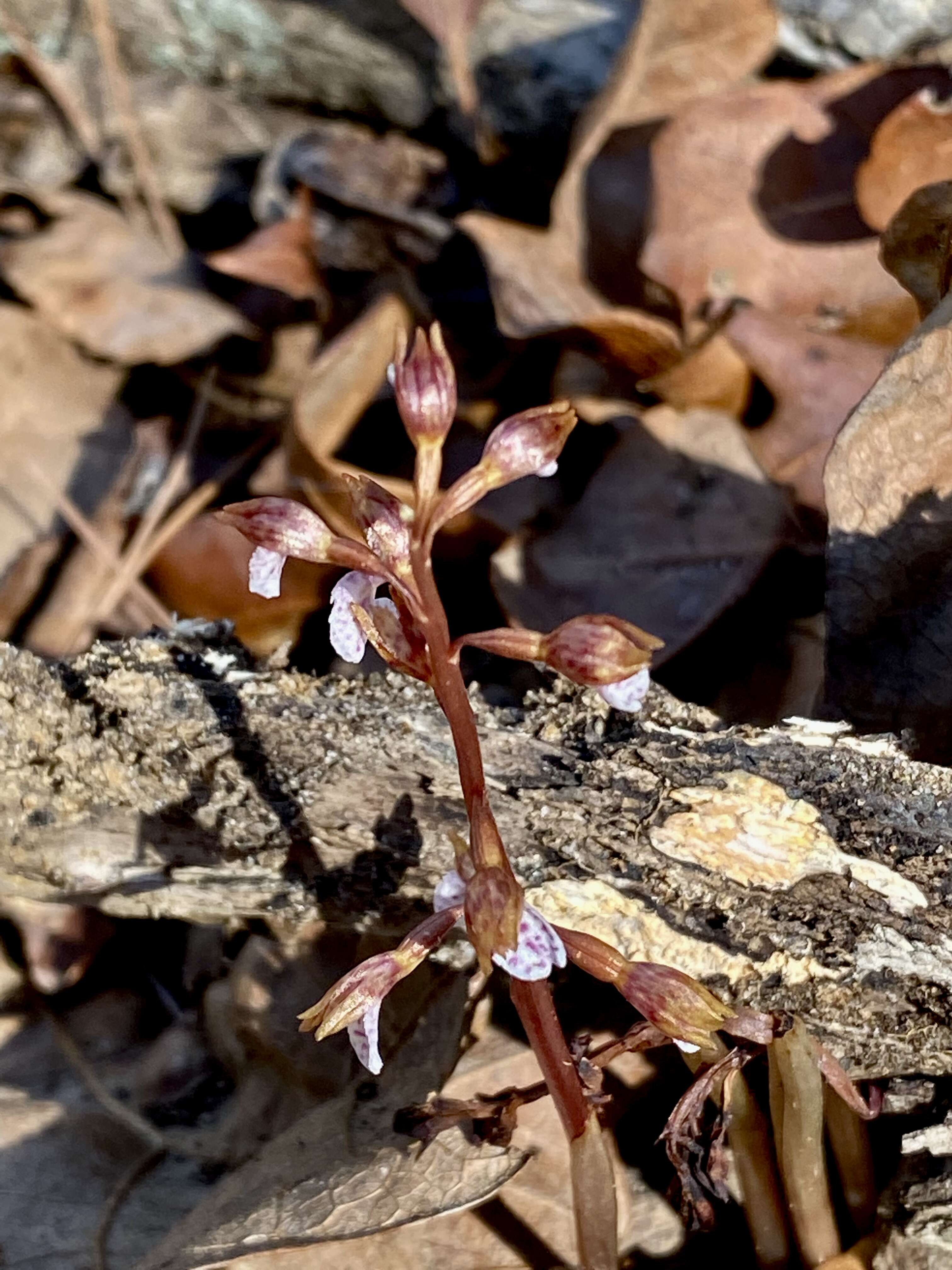 Image of Spring coralroot