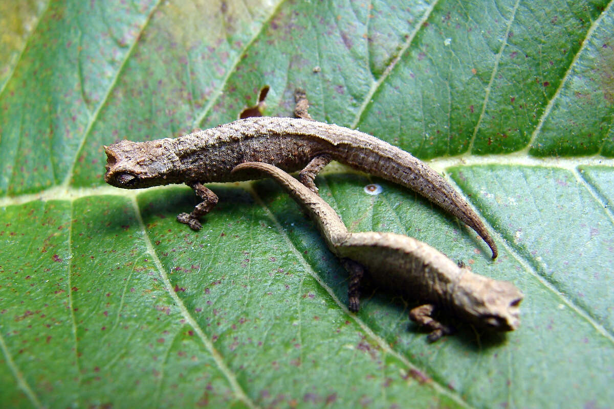 Image of Mount d'Ambre Leaf Chameleon