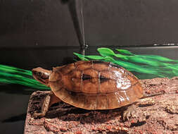 Image of Vietnamese three-striped box turtle