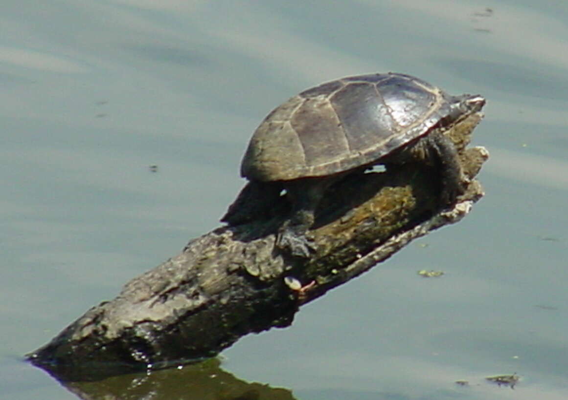 Image of Common Musk Turtle