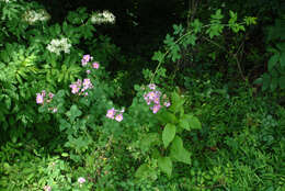 Image of climbing rose