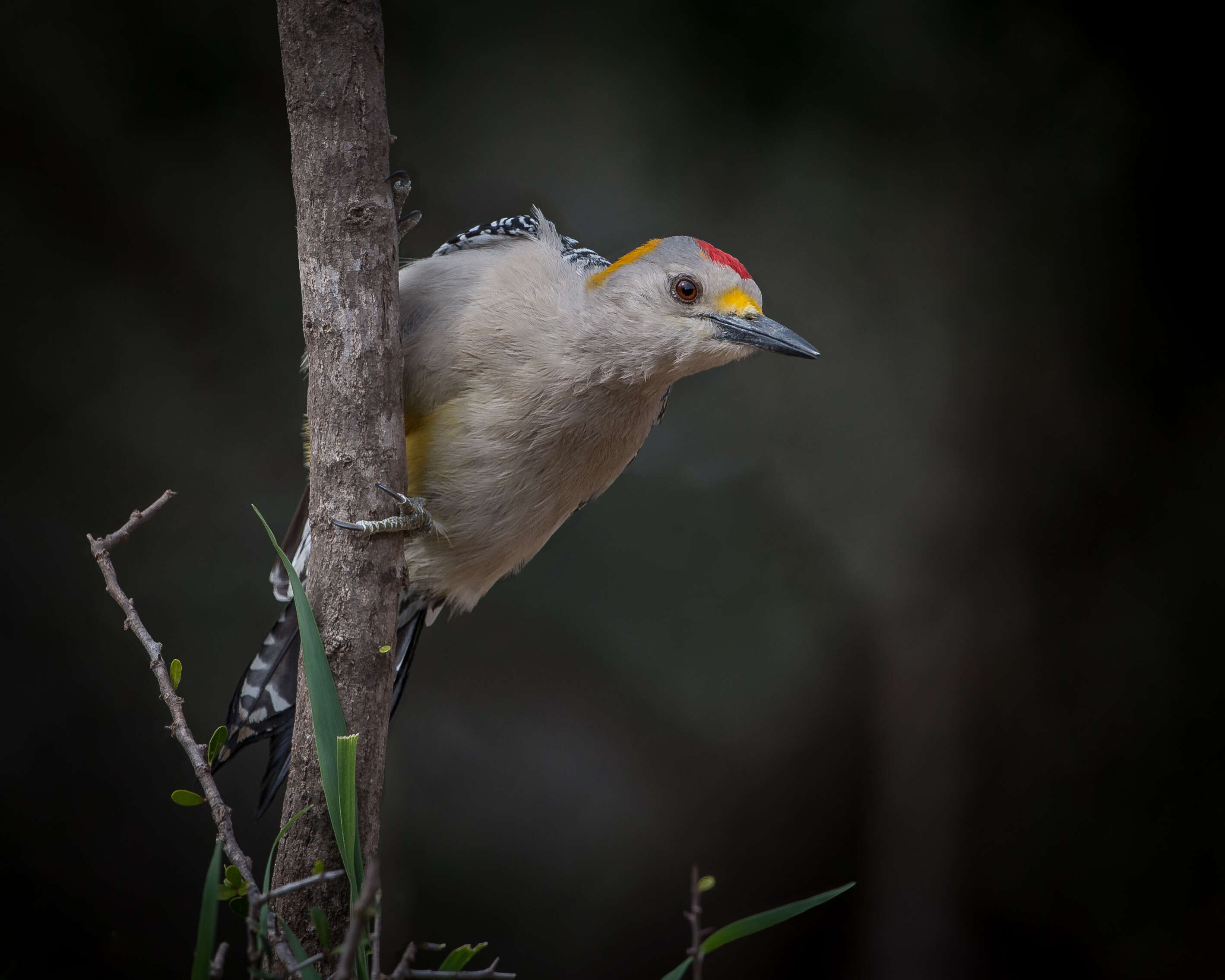 Image of Golden-fronted Woodpecker