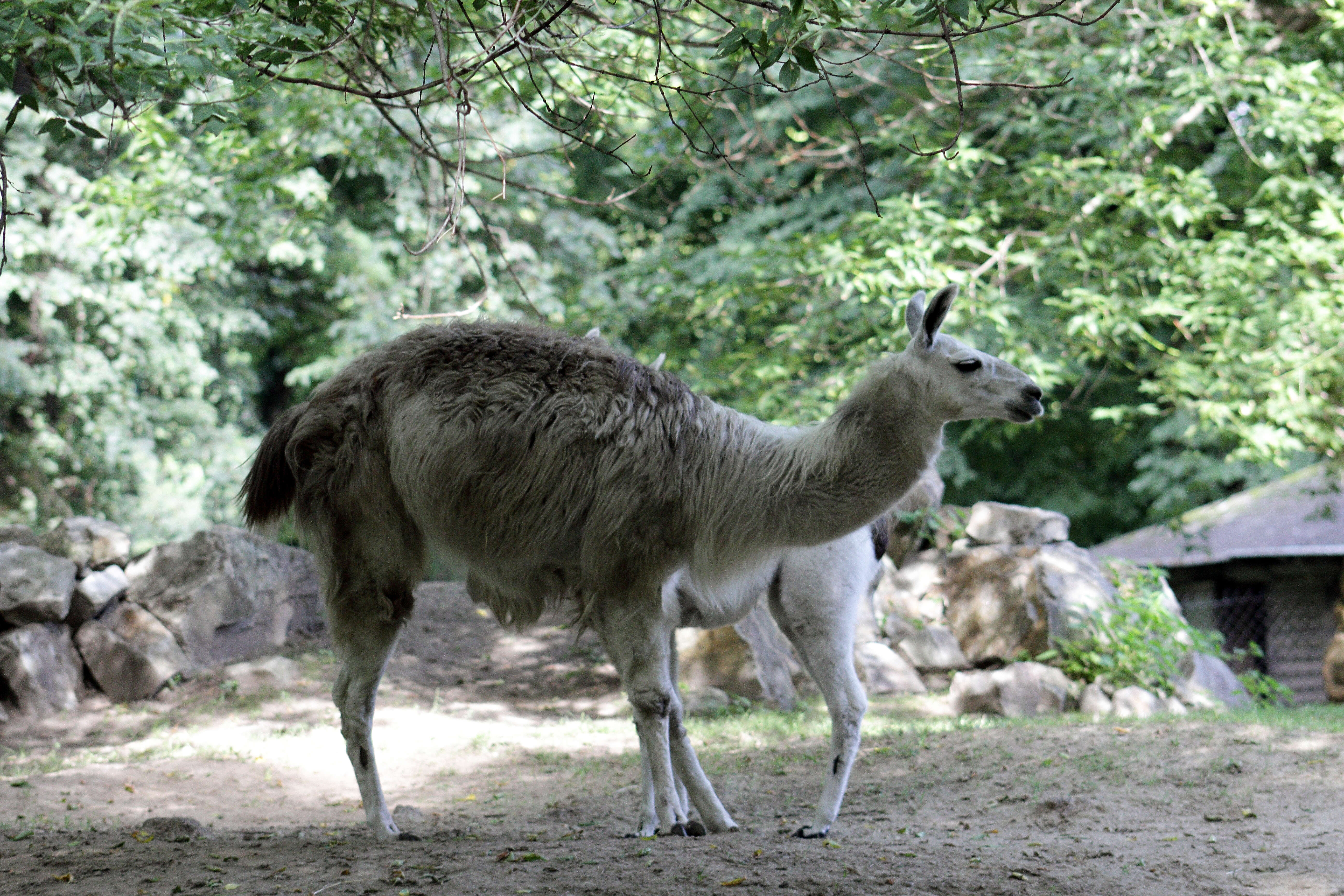 Image of llama