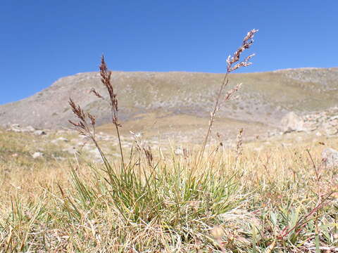 Image of Tufted Hair-grass