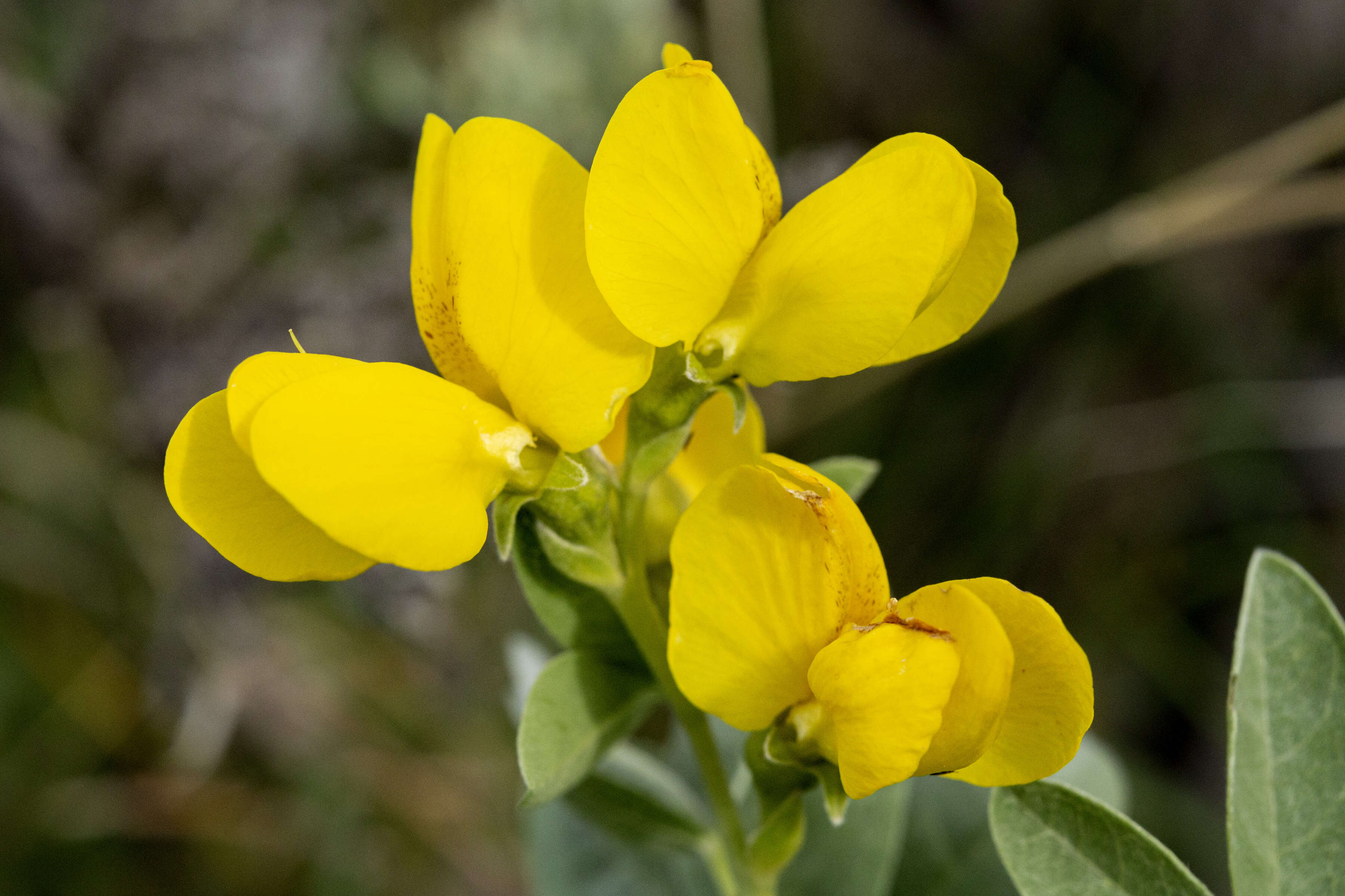 Image of prairie thermopsis