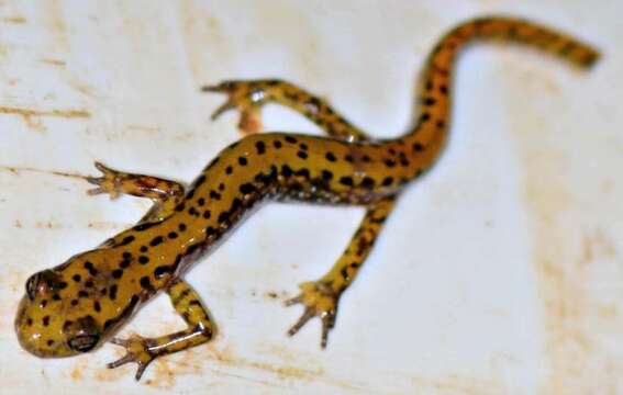 Image of Cave Salamander