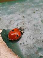 Adalia bipunctata (Linnaeus 1758) resmi