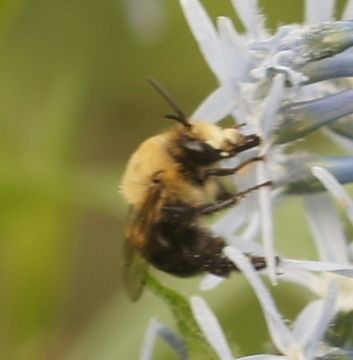 18.https www inaturalist org photos 6848509.580x360