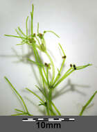 Image of Stonewort