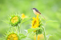 Image of Ashy Prinia