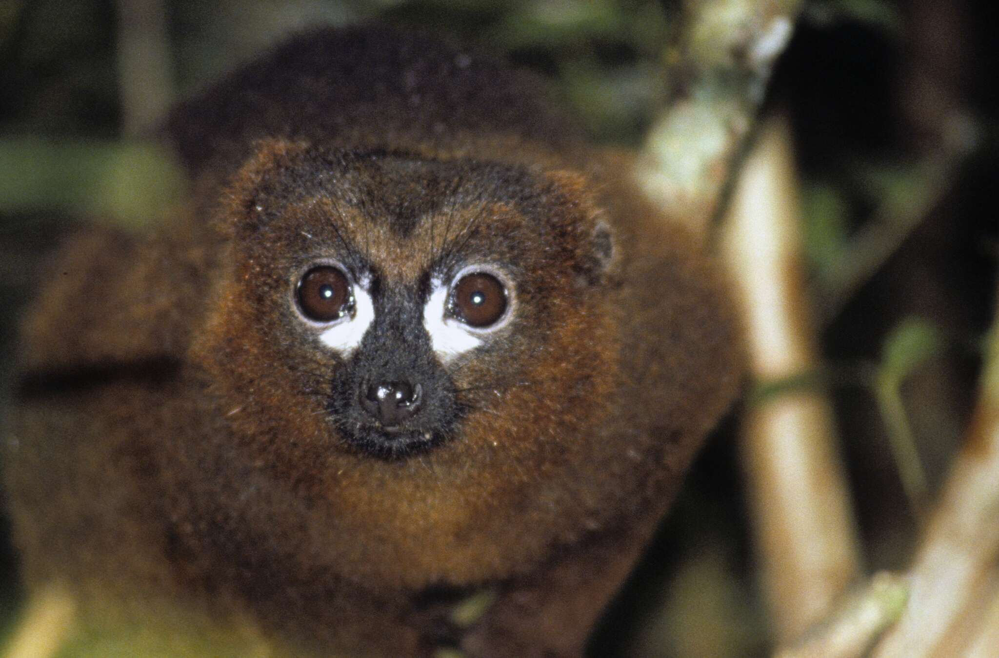 Image of Red-bellied Lemur