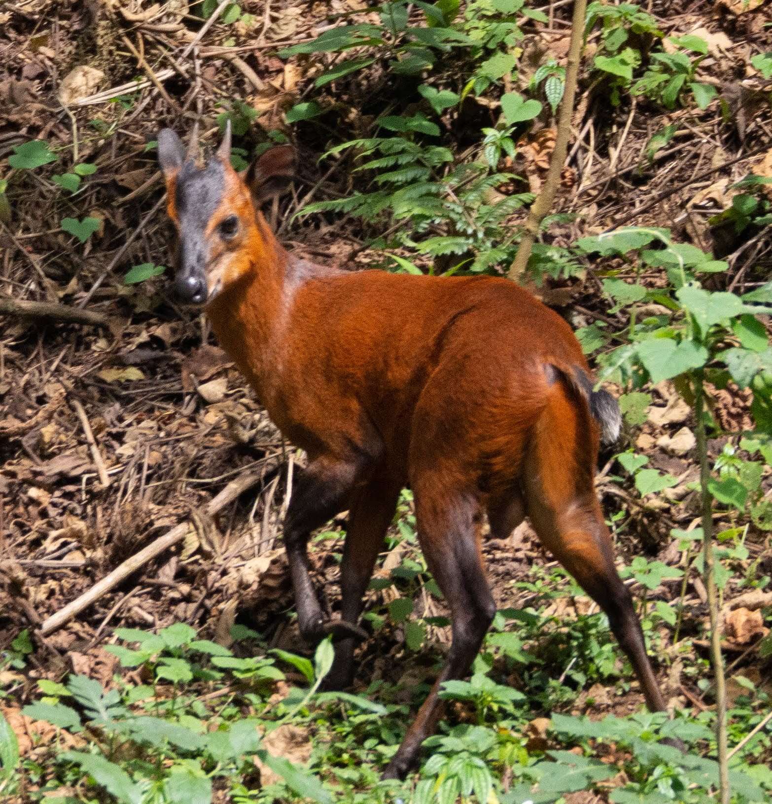 Image of Black-fronted Duiker